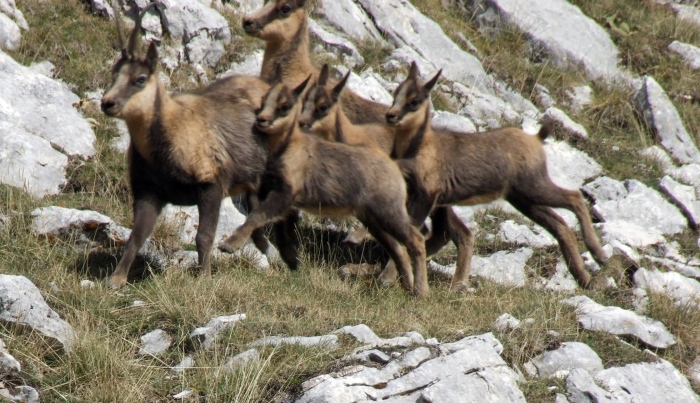 Camoscio d''Abruzzo Rupicapra pyrenaica ornata